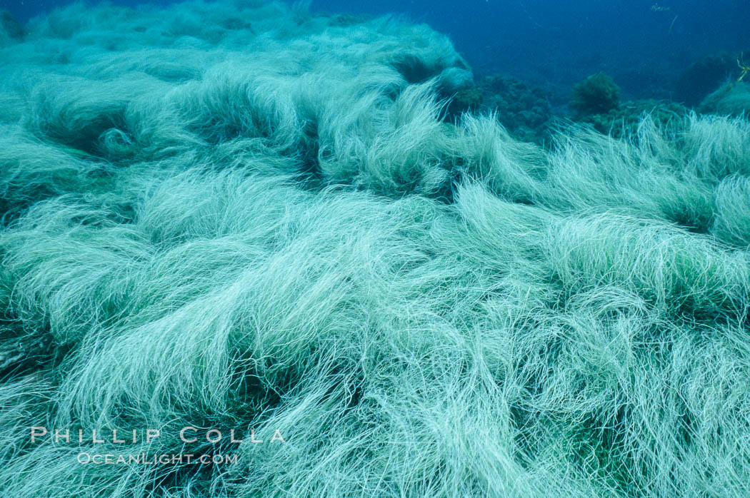 Surf grass. Guadalupe Island (Isla Guadalupe), Baja California, Mexico, Phyllospadix, natural history stock photograph, photo id 02394