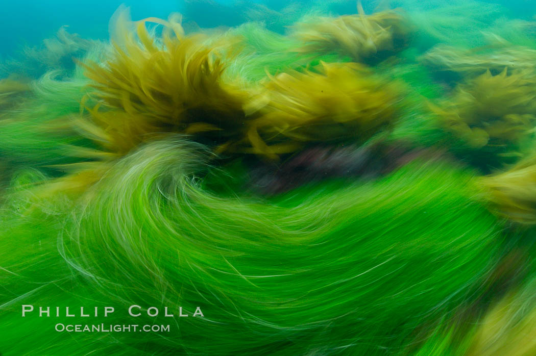 Surf grass on the rocky reef -- appearing blurred in this time exposure -- is tossed back and forth by powerful ocean waves passing by above.  San Clemente Island. California, USA, Phyllospadix, natural history stock photograph, photo id 10247