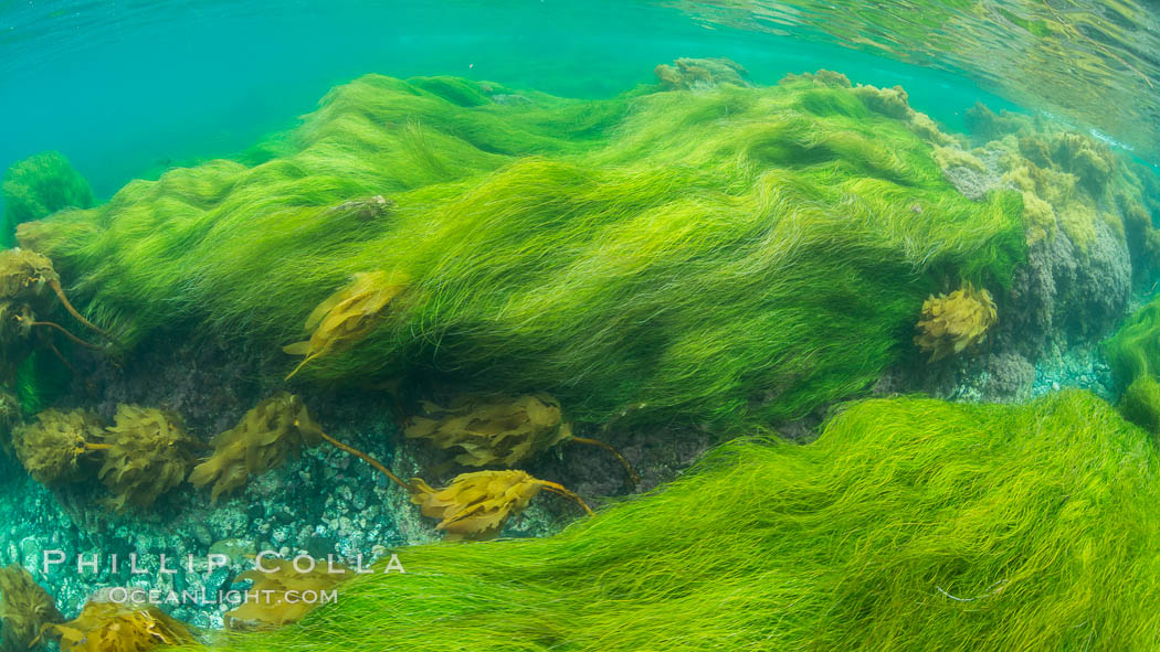 Surfgrass (Phyllospadix), shallow water, San Clemente Island. California, USA, Phyllospadix, natural history stock photograph, photo id 30951