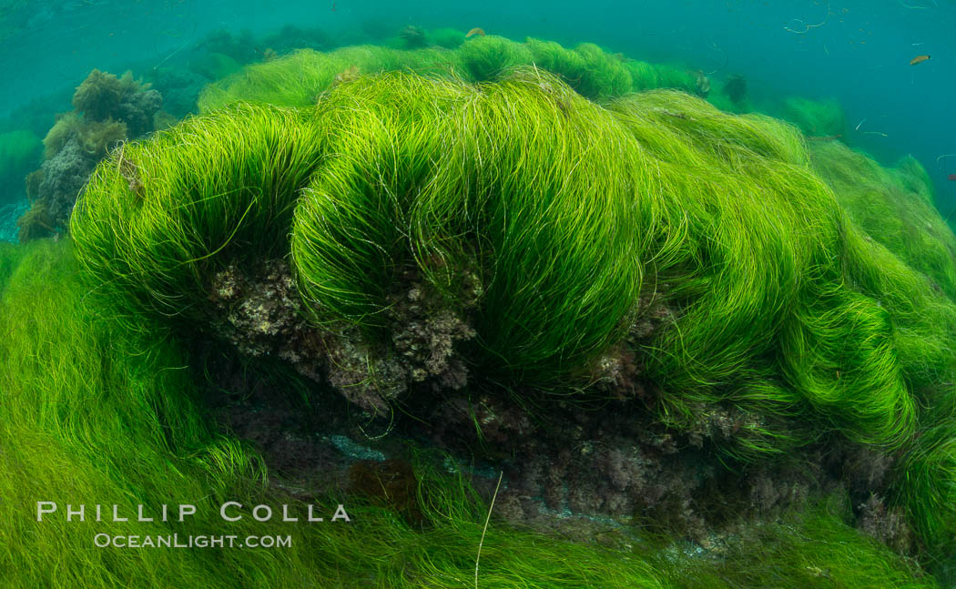 Surfgrass (Phyllospadix), shallow water, San Clemente Island. California, USA, Phyllospadix, natural history stock photograph, photo id 30941
