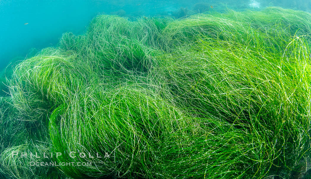 Surfgrass (Phyllospadix), moving with waves in shallow water, San Clemente Island, Phyllospadix