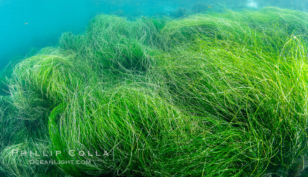 Surfgrass (Phyllospadix), moving with waves in shallow water, San Clemente Island, Phyllospadix Surfgrass (Phyllospadix), moving with waves in shallow water, San Clemente Island, Phyllospadix