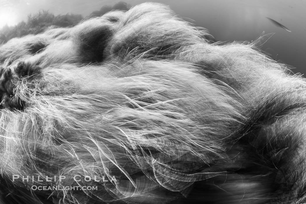 Surfgrass (Phyllospadix), moving with waves in shallow water, San Clemente Island. California, USA, Phyllospadix, natural history stock photograph, photo id 38516