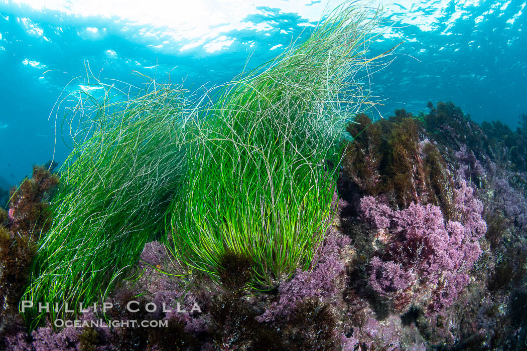 Surfgrass (Phyllospadix), moving with waves in shallow water, San Clemente Island. California, USA, Phyllospadix, natural history stock photograph, photo id 38515