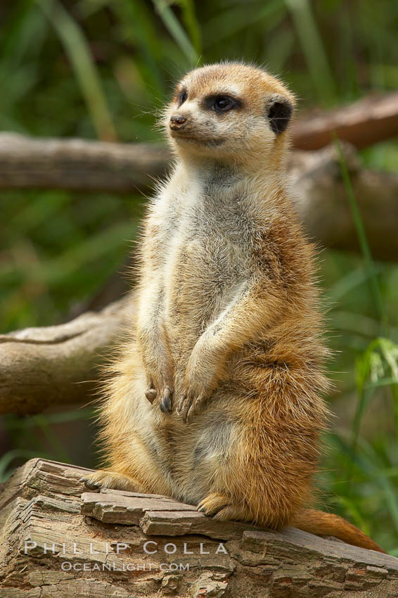 Meerkat (or suricat)., Suricata suricatta, natural history stock photograph, photo id 12534