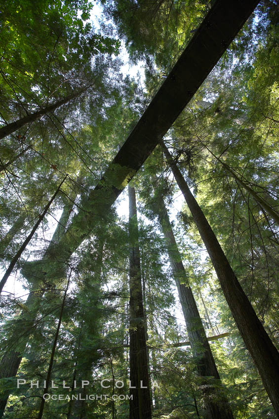 Suspension bridge in forest of Douglas fir and Western hemlock trees. Capilano Suspension Bridge, Vancouver, British Columbia, Canada, natural history stock photograph, photo id 21156