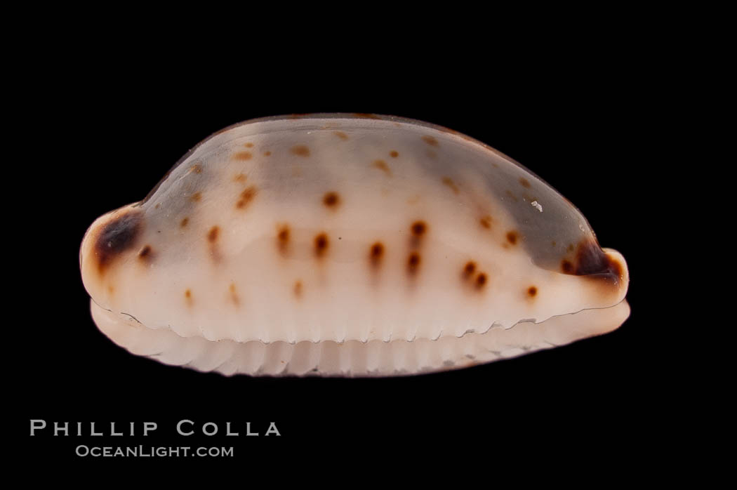 Swallow Cowrie., Cypraea hirundo, natural history stock photograph, photo id 08225