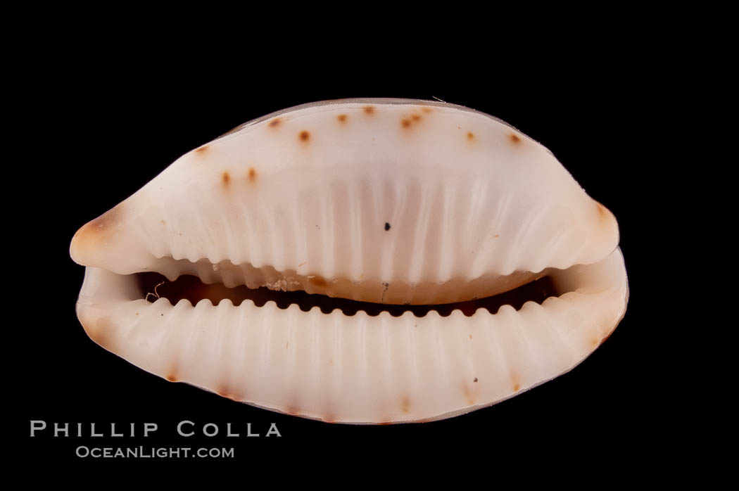 Swallow Cowrie., Cypraea hirundo, natural history stock photograph, photo id 08224