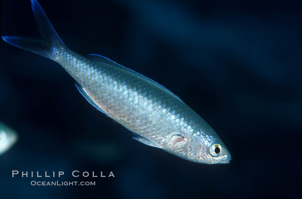 Swallowtail damselfish. Guadalupe Island (Isla Guadalupe), Baja California, Mexico, Azurina hirundo, natural history stock photograph, photo id 05064