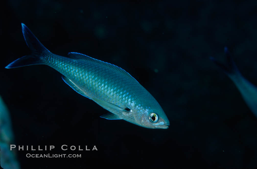 Swallowtail damselfish. Guadalupe Island (Isla Guadalupe), Baja California, Mexico, Azurina hirundo, natural history stock photograph, photo id 02399