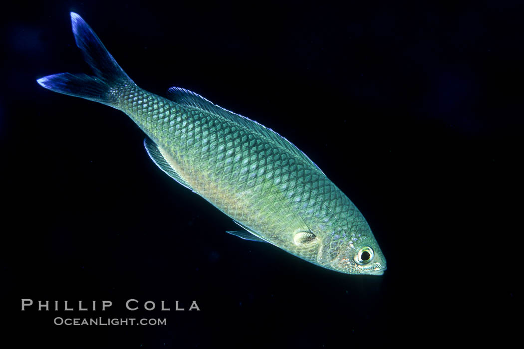 Swallowtail damselfish. Guadalupe Island (Isla Guadalupe), Baja California, Mexico, Azurina hirundo, natural history stock photograph, photo id 02398