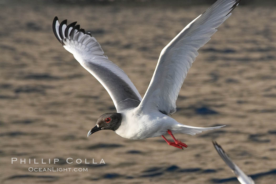 Swallow-tailed gull. Wolf Island, Galapagos Islands, Ecuador, Creagrus furcata, natural history stock photograph, photo id 16590