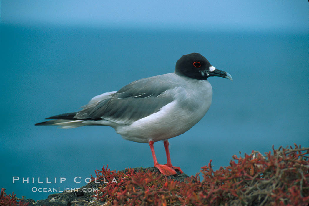 Swallow-tailed gull. South Plaza Island, Galapagos Islands, Ecuador, Creagrus furcata, natural history stock photograph, photo id 01752