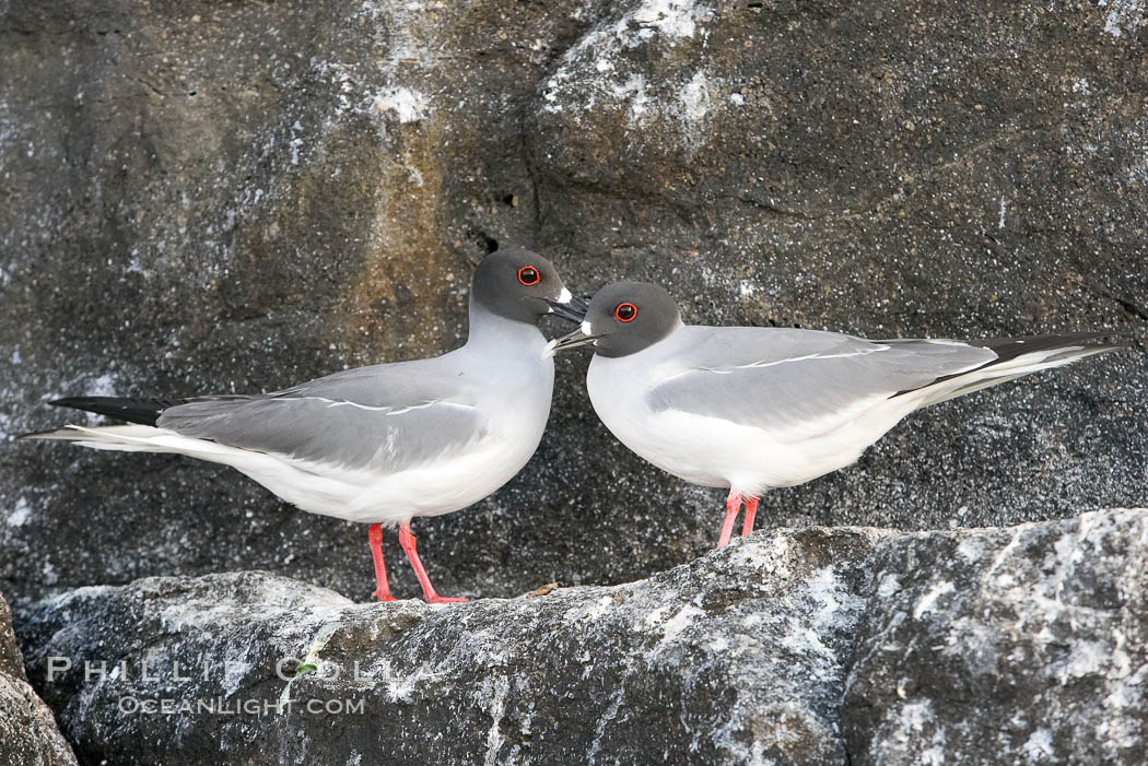 Swallow-tailed gull. Wolf Island, Galapagos Islands, Ecuador, Creagrus furcata, natural history stock photograph, photo id 16596