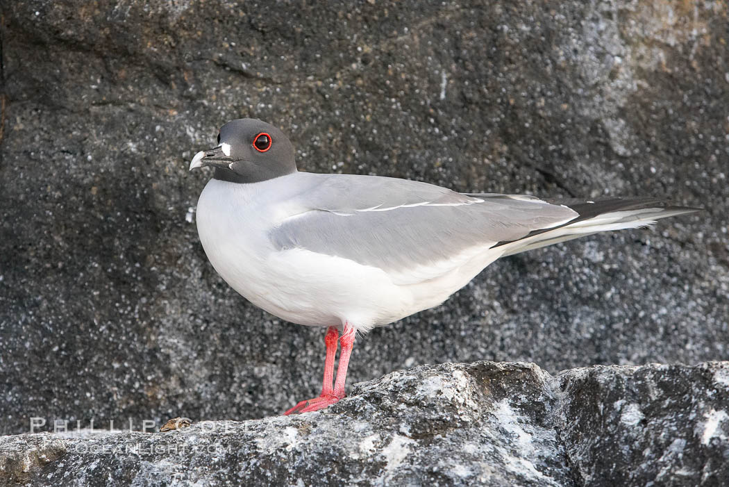 Swallow-tailed gull. Wolf Island, Galapagos Islands, Ecuador, Creagrus furcata, natural history stock photograph, photo id 16599