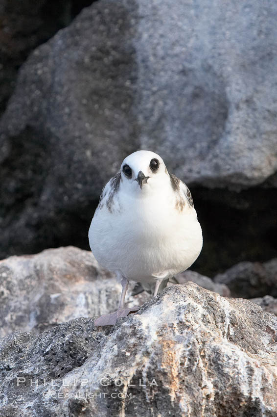 Swallow-tailed gull chick. Wolf Island, Galapagos Islands, Ecuador, Creagrus furcata, natural history stock photograph, photo id 16592