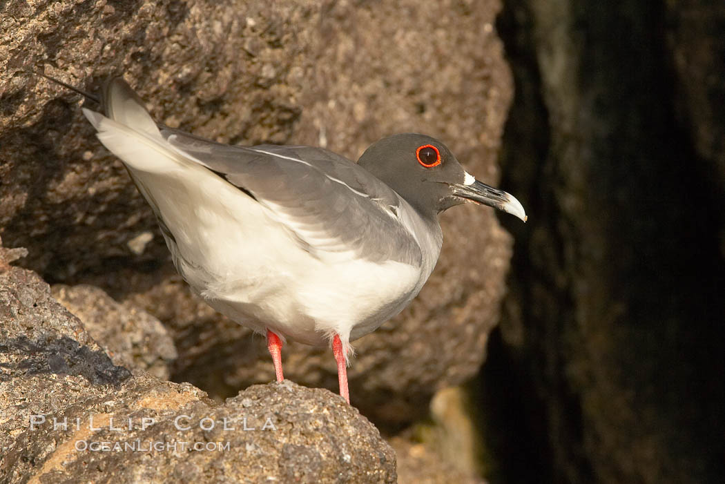 Swallow-tailed gull. Wolf Island, Galapagos Islands, Ecuador, Creagrus furcata, natural history stock photograph, photo id 16595