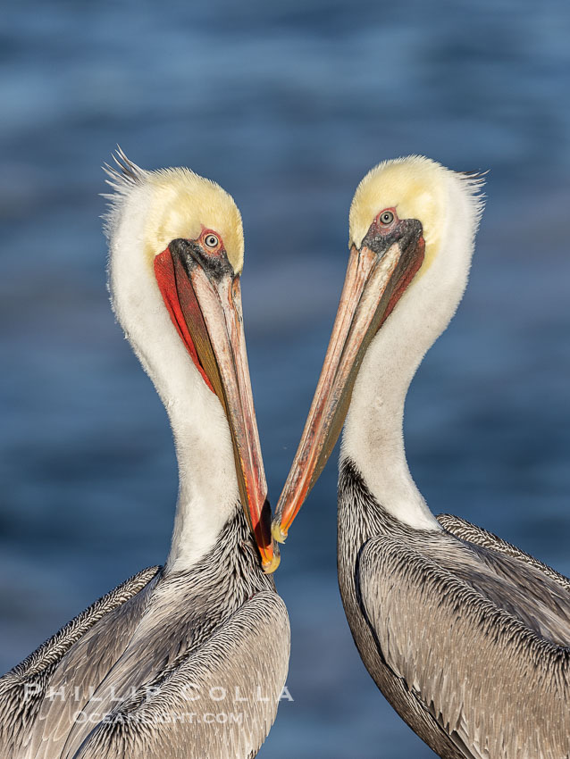 Sweetheart California Brown Pelicans, facing each other so heads form a heart shape, adult winter non-breeding plumage, Pelecanus occidentalis, Pelecanus occidentalis californicus, La Jolla