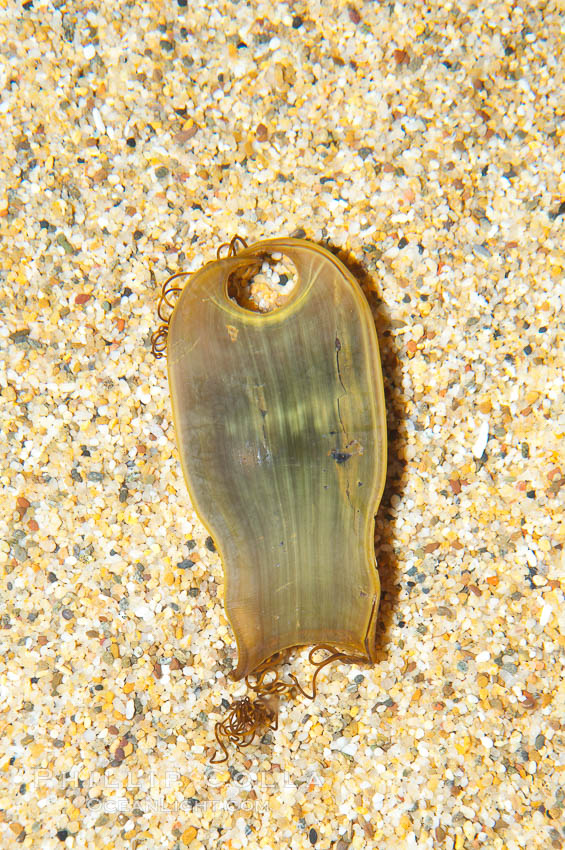 Egg casing (empty) of the swell shark., Cephaloscyllium ventriosum, natural history stock photograph, photo id 14955