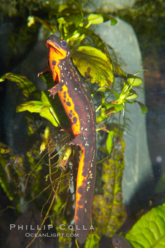 Swordtail newt., Cynops ensicauda, natural history stock photograph, photo id 13979