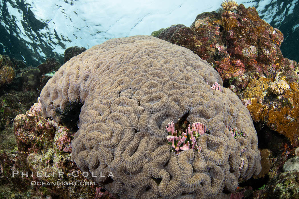Symphyllia brain coral on tropical coral reef, Fiji. Vatu I Ra Passage, Bligh Waters, Viti Levu Island, natural history stock photograph, photo id 35029