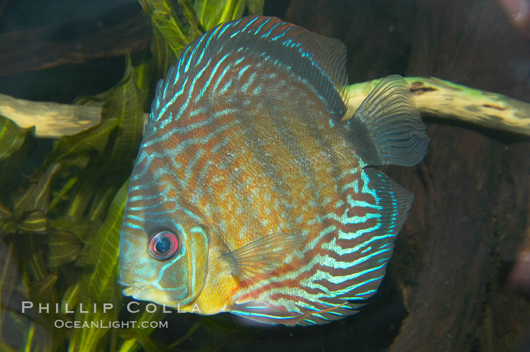 Wild discus.  The female wild discuss will lay several hundred eggs and guard them until they hatch.  Once they emerge, the young fish attach themselves to the sides of their parents for the first few weeks of their lives, feeding on a milky secretion produced by glands in the parents flanks., Symphysodon discus, natural history stock photograph, photo id 13953