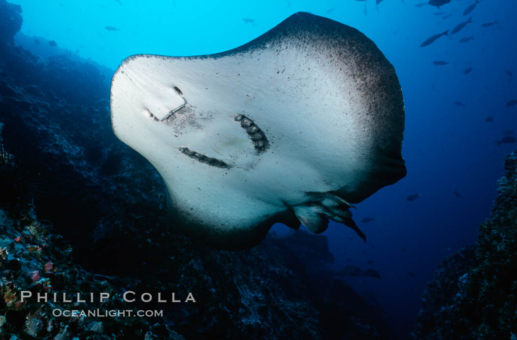 Marbled ray. Cocos Island, Costa Rica, Taeniura meyeni, natural history stock photograph, photo id 01993