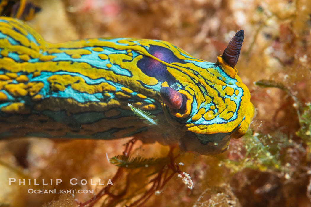 Tambja abdere nudibranch, Sea of Cortez, Mexico, Tambja abdere, Isla Angel de la Guarda, Baja California Tambja abdere nudibranch, Sea of Cortez, Mexico, Tambja abdere, Isla Angel de la Guarda, Baja California