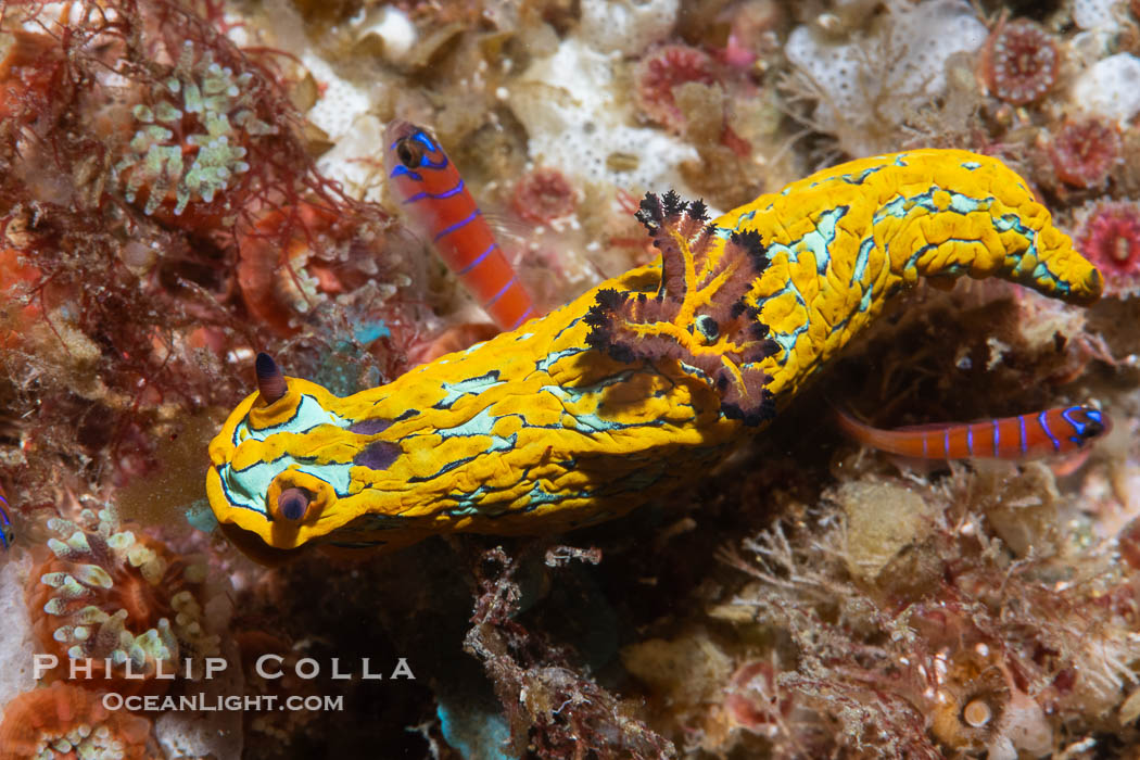 Tambja abdere nudibranch, Sea of Cortez, Mexico, Tambja abdere, Isla Angel de la Guarda, Baja California Tambja abdere nudibranch, Sea of Cortez, Mexico, Tambja abdere, Isla Angel de la Guarda, Baja California