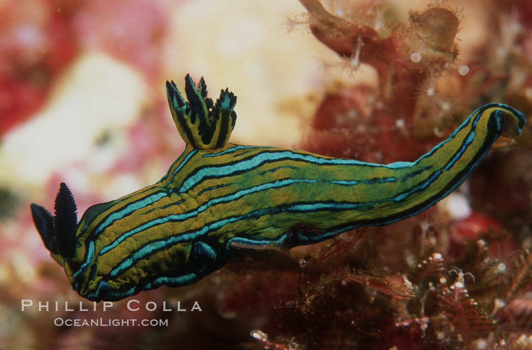 Nudibranch, Islas San Benito. San Benito Islands (Islas San Benito), Baja California, Mexico, Tambja eliora, natural history stock photograph, photo id 04592