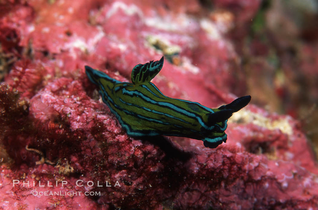 Nudibranch. San Benito Islands (Islas San Benito), Baja California, Mexico, Tambja eliora, natural history stock photograph, photo id 04593