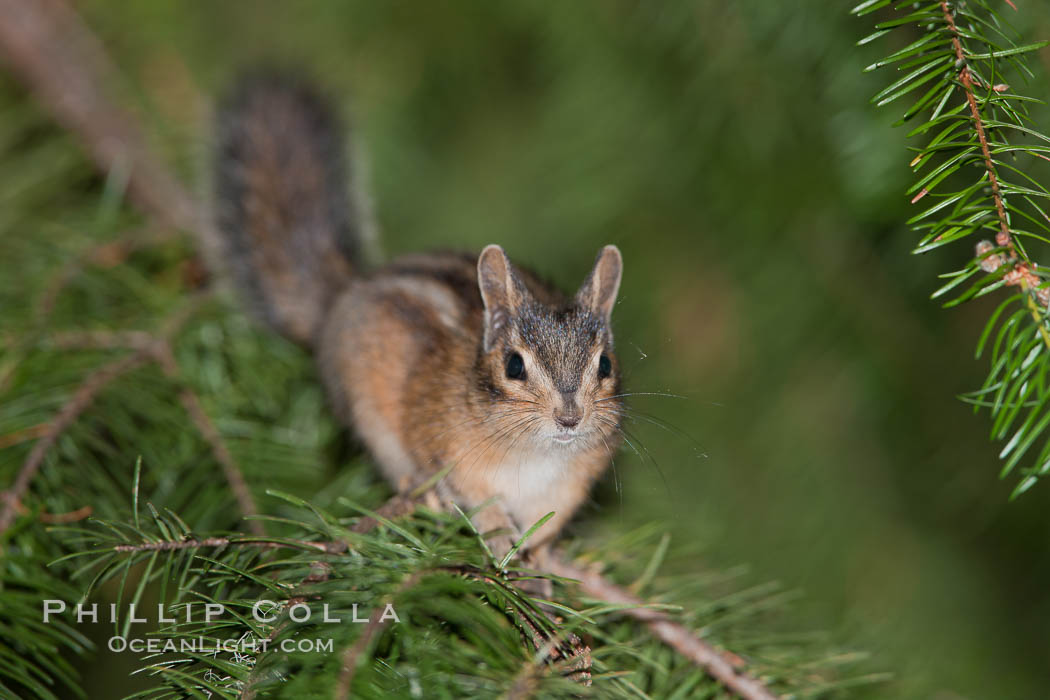 Chipmunk. Oregon Caves National Monument, USA, Tamias, natural history stock photograph, photo id 25876