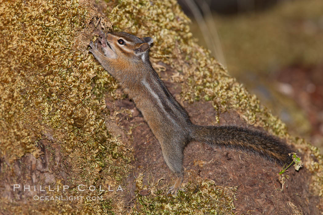 Chipmunk. Oregon Caves National Monument, USA, Tamias, natural history stock photograph, photo id 25873