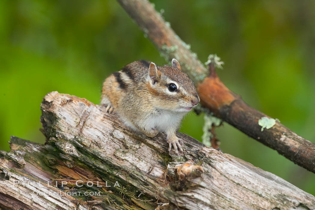 Chipmunk, unidentified species. Orr, Minnesota, USA, Tamias, natural history stock photograph, photo id 18909