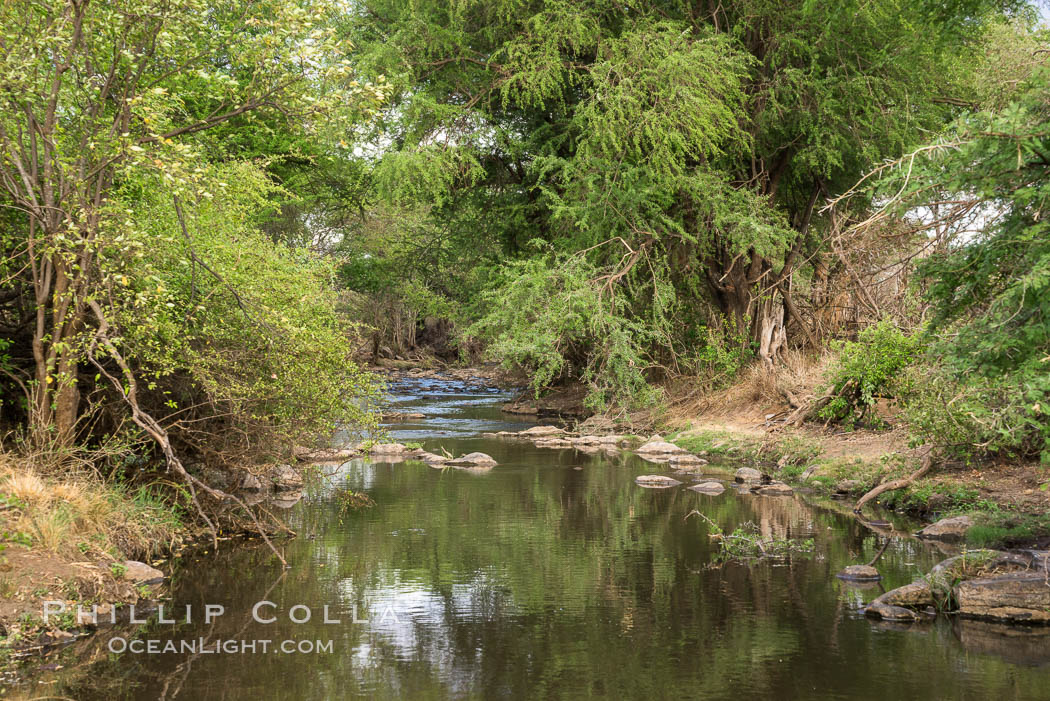 Tana River, Meru National Park, Kenya., natural history stock photograph, photo id 29686