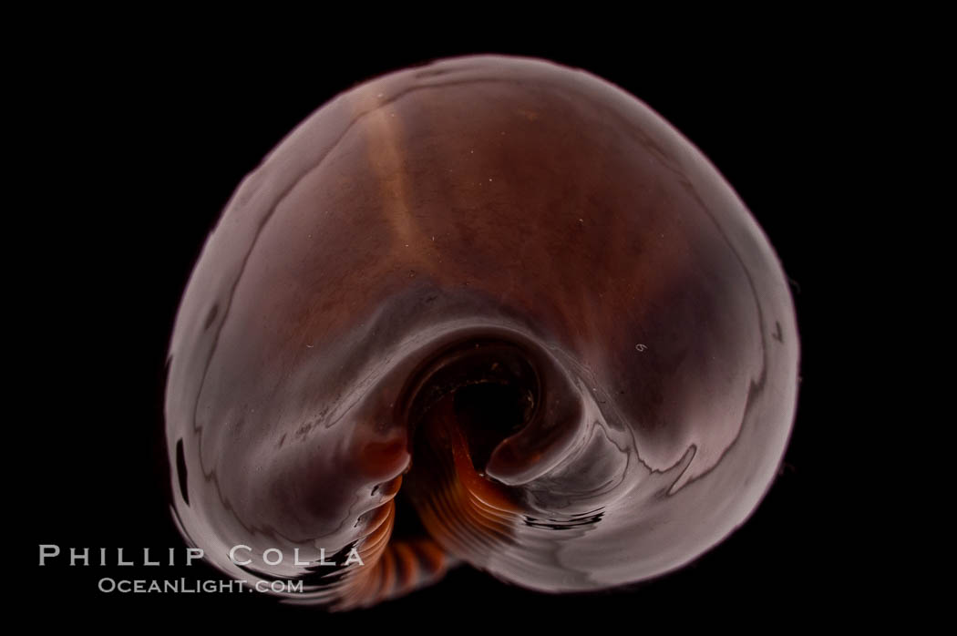 Tanned Cowrie., Cypraea succincta adusta, natural history stock photograph, photo id 08259