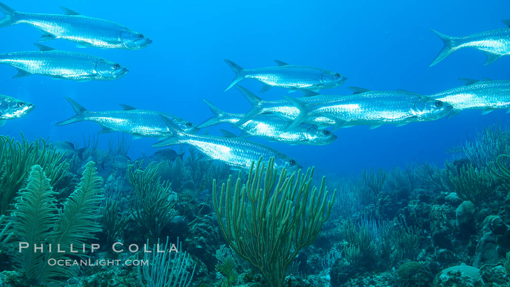 Tarpon, Grand Cayman Island. Cayman Islands, natural history stock photograph, photo id 32058