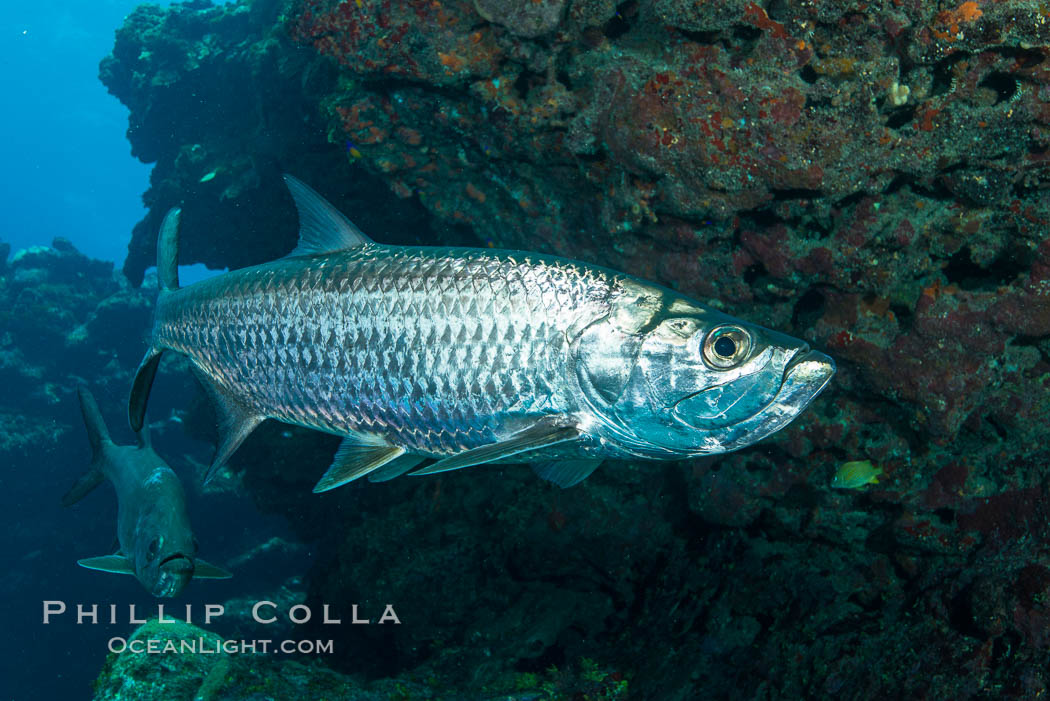 Tarpon, Grand Cayman Island. Cayman Islands, natural history stock photograph, photo id 32059