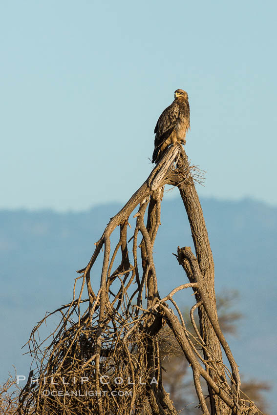 Tawny eagle, Meru National Park, Kenya., Aquila rapax, natural history stock photograph, photo id 29649