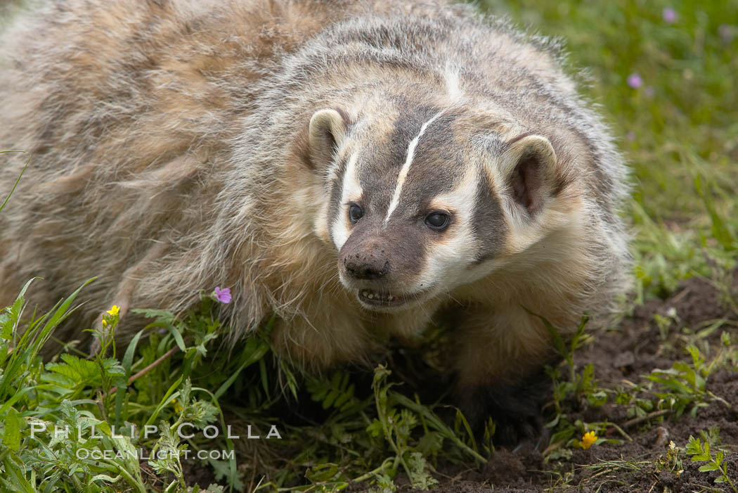 American badger.  Badgers are found primarily in the great plains region of North America. Badgers prefer to live in dry, open grasslands, fields, and pastures., Taxidea taxus, natural history stock photograph, photo id 15950