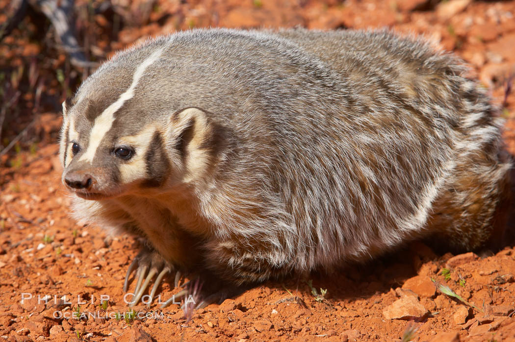 American badger.  Badgers are found primarily in the great plains region of North America. Badgers prefer to live in dry, open grasslands, fields, and pastures., Taxidea taxus, natural history stock photograph, photo id 12044