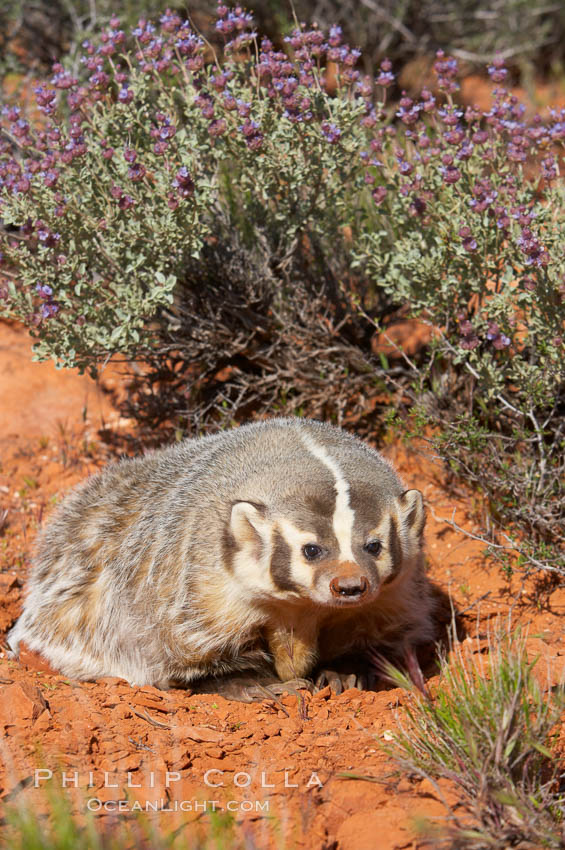 American badger.  Badgers are found primarily in the great plains region of North America. Badgers prefer to live in dry, open grasslands, fields, and pastures., Taxidea taxus, natural history stock photograph, photo id 12047