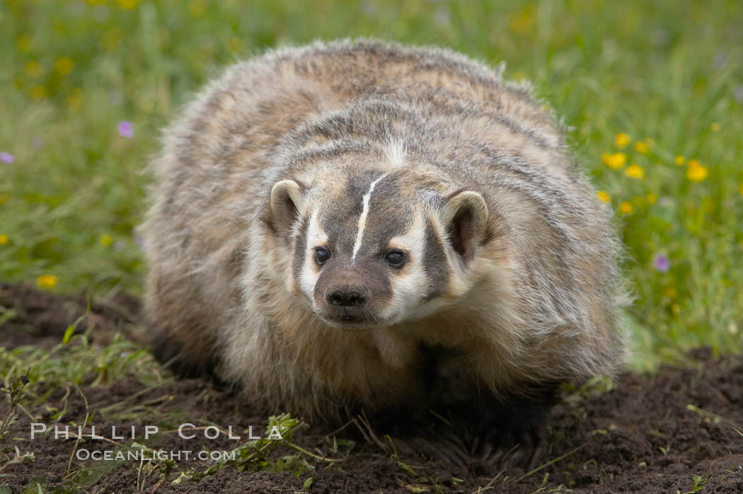 American badger.  Badgers are found primarily in the great plains region of North America. Badgers prefer to live in dry, open grasslands, fields, and pastures., Taxidea taxus, natural history stock photograph, photo id 15947