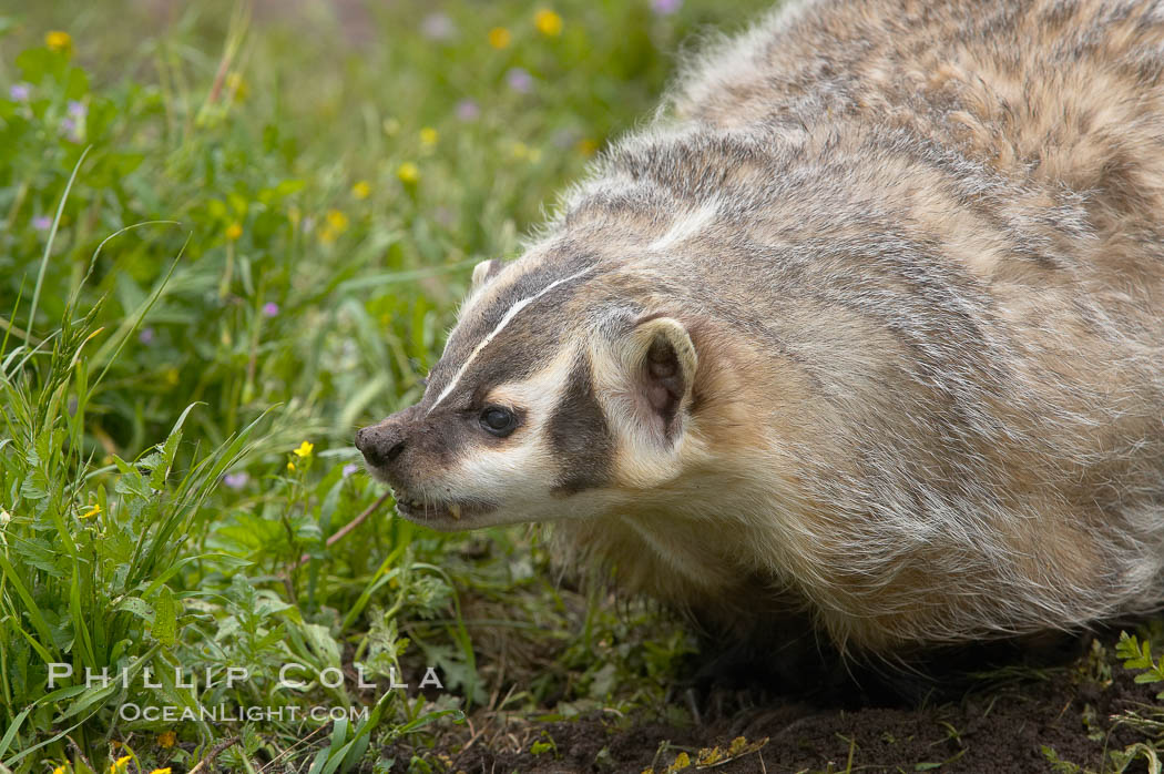 American badger.  Badgers are found primarily in the great plains region of North America. Badgers prefer to live in dry, open grasslands, fields, and pastures., Taxidea taxus, natural history stock photograph, photo id 15953
