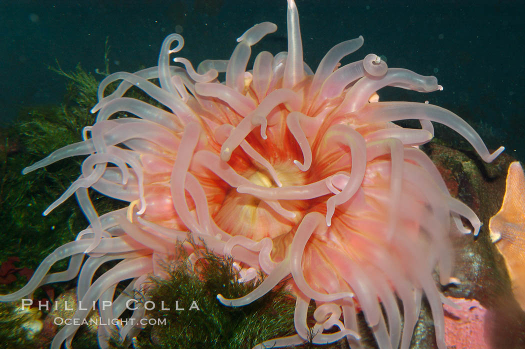 Beaded anemone., Urticina lofotensis, natural history stock photograph, photo id 09246