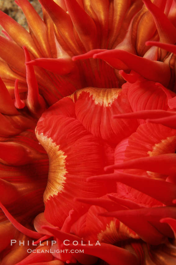 Anemone mouth detail. Santa Cruz Island, California, USA, Urticina lofotensis, natural history stock photograph, photo id 00572