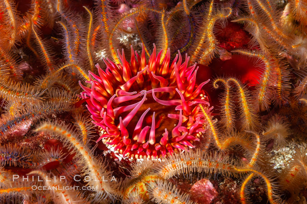 White-spotted rose anemone. Santa Barbara Island, California, USA, Urticina lofotensis, natural history stock photograph, photo id 10143