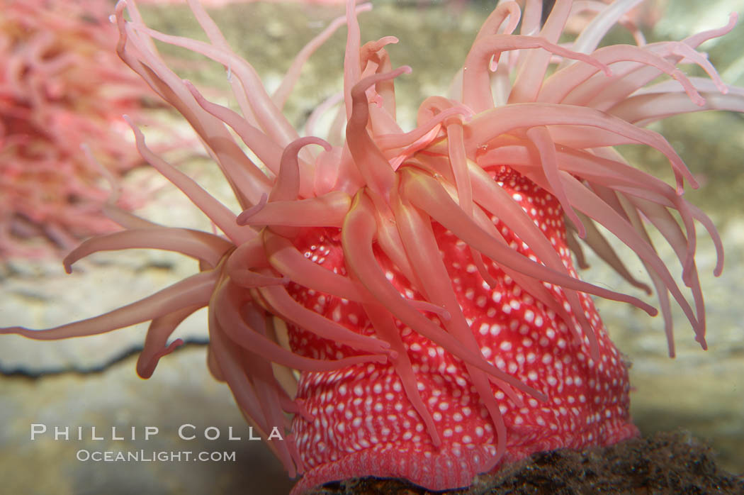 Beaded anemone., Urticina lofotensis, natural history stock photograph, photo id 11769