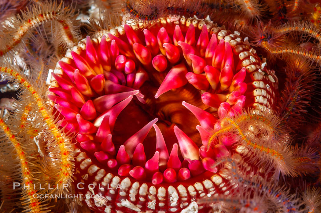 White-spotted rose anemone. Santa Barbara Island, California, USA, Urticina lofotensis, natural history stock photograph, photo id 10144