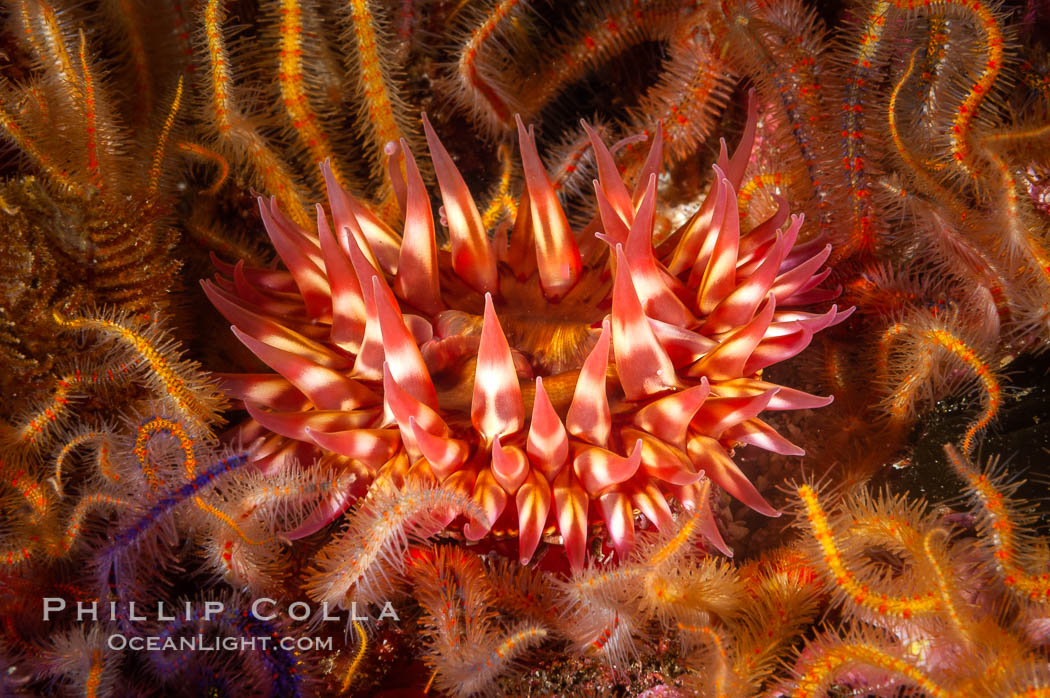 White-spotted rose anemone. Santa Barbara Island, California, USA, Urticina lofotensis, natural history stock photograph, photo id 10147